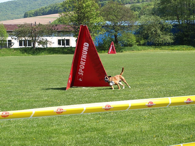 www.atibox.net * www.euroboxer.eu * www.boxergenealogia.eu
